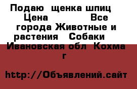 Подаю. щенка шпиц  › Цена ­ 27 000 - Все города Животные и растения » Собаки   . Ивановская обл.,Кохма г.